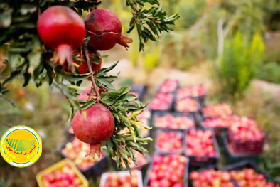 تولید-یک-میلیون-و-۳۵۷-هزار-تن-انار-بازار-شب-یلدا-تامین-است