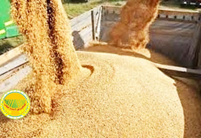 وزارت-نفت-نتوانست-ارز-واردات-کالاهای-اساسی-را-بپردازد-٢٠-فروند-کشتی-منتظر-تخلیه-هستند