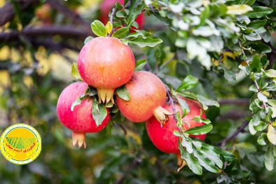 ثبت-۱۰-رقم-تجاری-انار-برای-افزایش-بهره‌-وری-باغات