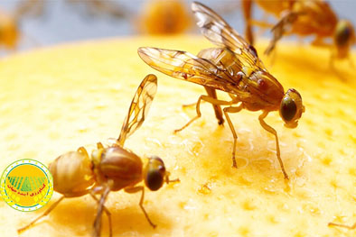 لزوم-استفاده-از-سامانه‌های-پیش‌آگاهی-برای-مبارزه-با-آفات