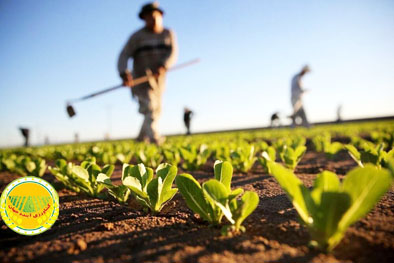 وزارت-جهاد-کشاورزی-ضوابط-کشت-فراسرزمینی-ابلاغ-کرد