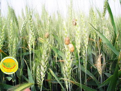 پیش‌آگاهی-آفات؛-کلیدی‌ترین-ابزار-برای-تعیین-زمان-دقیق-مبارزه-در-کشاورزی