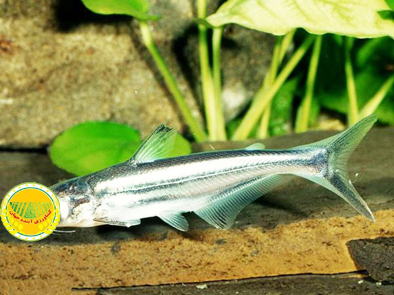 تولید-پنگوسی-به-مرحله-صادرات-رسید-گونه‌های-ماهی-خلیج-گرگان-در-مسیر-بازسازی