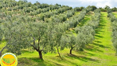 باغهای-زیتون-بخشی-از-راه‌حل-جهانی-برای-مقابله-با-بحران-تغییر-اقلیم