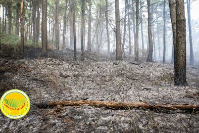 کنترل-آتش-در-مراتع-جنگلی-شاهرود-جنگل-ابر-آسیبی-ندیده-است