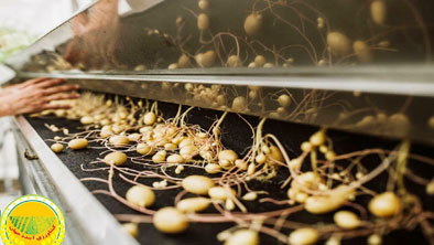 تولید-۳۰-میلیون-مینی‌تیوبر-نقطه-عطف-خودکفایی-بذر-سیب‌زمینی-در-کشور