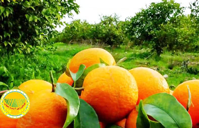 صادرات-۲۰۰-میلیون-دلاری-محصولات-تازه-و-فرآوری-شده-مرکبات