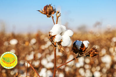 سازگاری-برای-بقا-در-کم‌آبی؛-قصه-غمگین-«طلای-سفید»-در-گرمسار