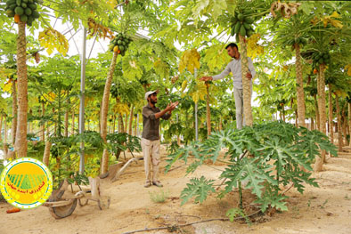 طراحی-مدل-یکپارچه-بهینه‌سازی-مصرف-انرژی-در-شهرک‌های-گلخانه‌ای