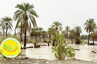 سیل-آذرماه-بیش-از-۱۱-همت-به-بخش-کشاورزی-خسارت-زد