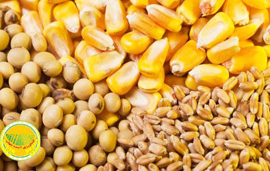 توزیع-روزانه-۵۰-هزار-تن-نهاده-دامی-سهمیه-دی‌ماه-در-بازارگاه-بارگذاری-می‌شود