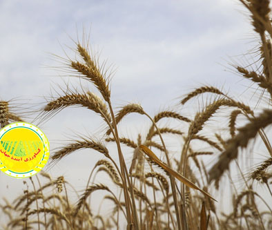 برنامه‌ریزی-برای-تولید-۳۲۰-هزار-تن-گندم-پاییزه-در-قزوین