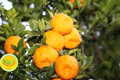 برداشت-مرغوب‌ترین-نارنگی-کشور-از-باغ‌های-هرمزگان-آغاز-شد