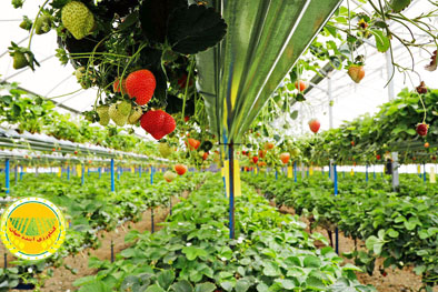 معاون-وزیر-جهاد-کشاورزی-۶۰۰-همت-به-بخش-کشاورزی-اختصاص-یافت