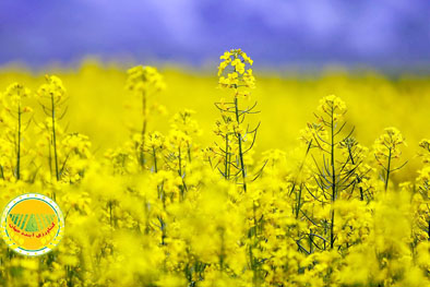 پیش‌بینی-تولید-۴۰۰-هزار-تن-دانه‌های-روغنی