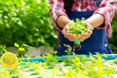 آب-کمتر،-محصول-بیشتر؛-کشت-در-عصر-کم‌آبی