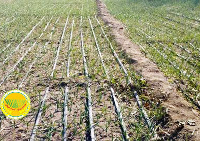 کشت-پاییزه-سیر-در-۳۵۵-هکتار-از-اراضی-کشاورزی-آذربایجان-شرقی