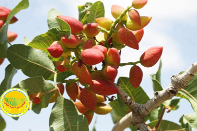 روغن‌های-زمستانه-غیراستاندارد؛-تولید-باغات-را-قربانی-می‌کند