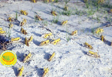 احتمال-ورود-ملخ-صحرایی-به-کشور-در-اواخر-زمستان