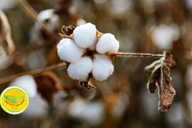 پیش‌بینی-تولید-۱۸۰-هزار-تن-وش-پنبه-هدفگذاری-۲-هزار-تن-ارقام-داخلی-پنبه-در-سال-آینده