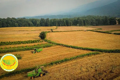 هوش-مصنوعی؛-راهکار-سازمان-امور-اراضی-برای-خدمات‌رسانی-سریع‌و-دقیق‌