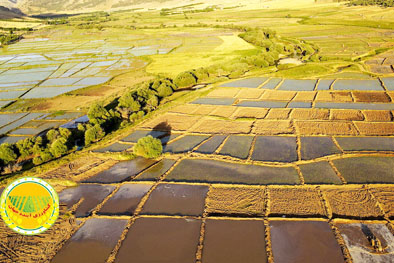 ثبت-رسمی-معاملات-اموال-غیرمنقول-با-ساماندهی-اراضی-کشاورزی-شتاب-می‌گیرد