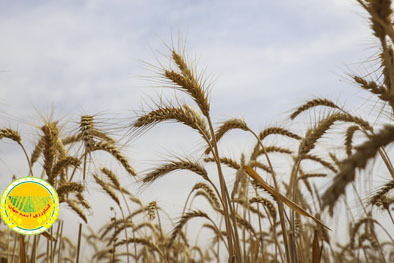 ۳۳-هزار-هکتار-گندم‌کاری-در-سمنان-چرا-سطح-زیر-کشت-کاهش-یافت؟