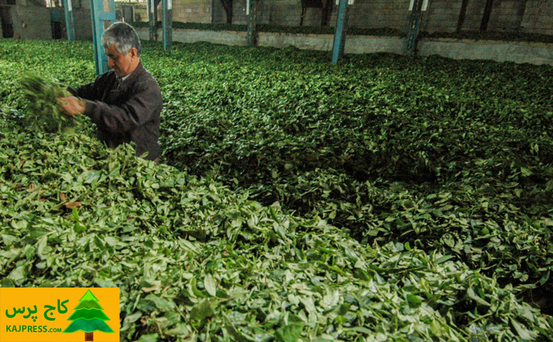 اخبار کشاورزی: رئیس سازمان چای کشور خبرداد: خریداری بیش از ۵۸ هزارتن برگ سبز چای از چایکاران