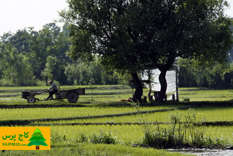اخبار کشاورزی: افزایش کشت 40 درصدی برنج پرمحصول در مازندران