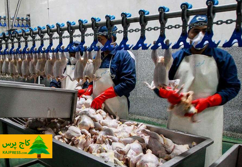 اخبار کشاورزی:  عرضه ۶۵هزار تن گوشت مرغ