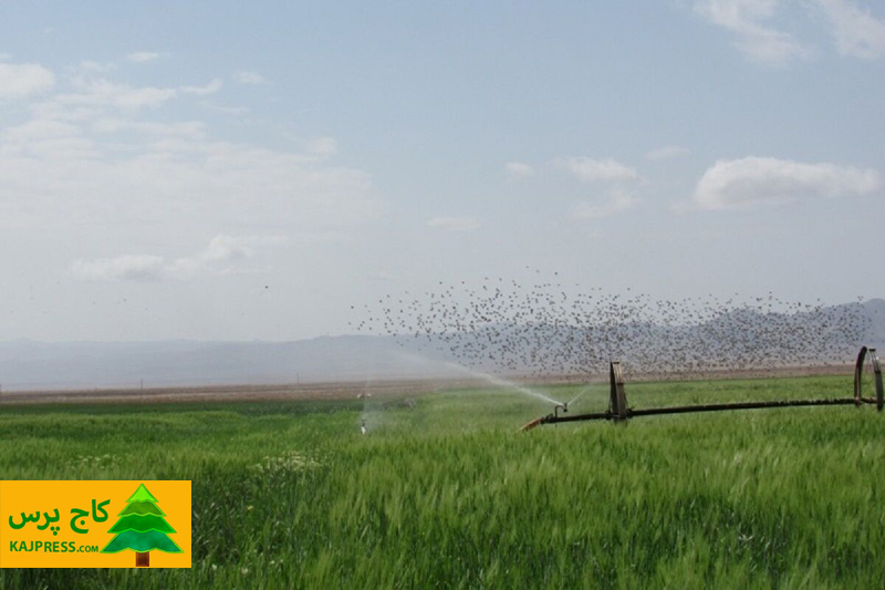 اخبار کشاورزی: پرداخت ۸۵درصد اعتبارات توسط دولت برای طرح‌های نوین آبیاری درخوزستان
