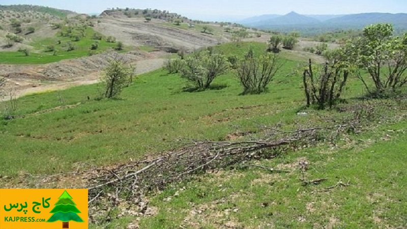 اخبار کشاورزی: 800 هزار هکتار اراضی ملی اردبیل سنددار شدند