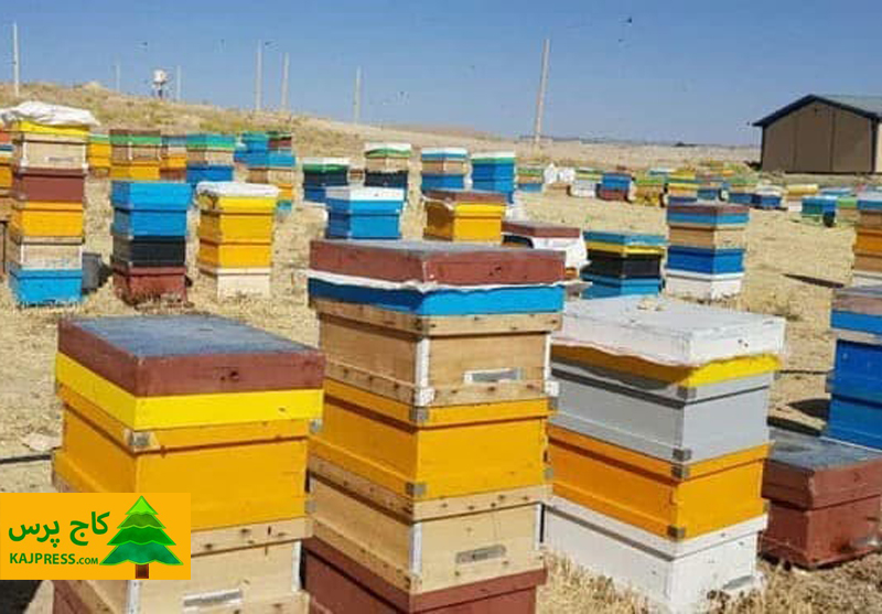 اخبار کشاورزی: رکوردزنی تولید عسل توسط زنبوردار نهاوندی