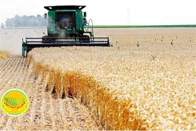 سایه-خشکسالی-بر-پهنه-گندمزارهای-طلایی-زنجان