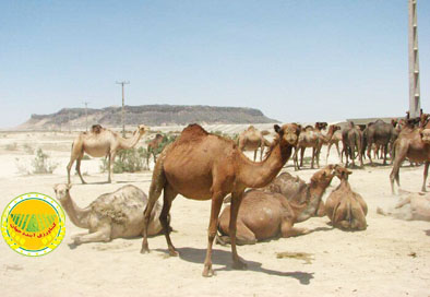 شترها-دیگر-مهمان-هامون-نیستند