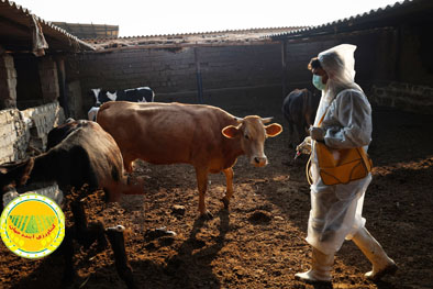 واردات-۲-۵-میلیون-دُز-واکسن-جدید-تب-برفکی-شناسایی-۵۰۷-کانون-بیماری