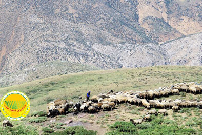 ظرفیت-تولید-۲۰۰-هزار-میلیارد-تومان-علوفه-در-مراتع