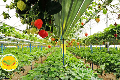 پرداخت-۲۰-هزار-میلیارد-ریال-تسهیلات-برای-احداث-گلخانه-ها