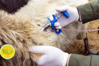 ۵-۳-میلیون-دز-واکسن-تب-برفکی-وارد-و-تزریق-شد