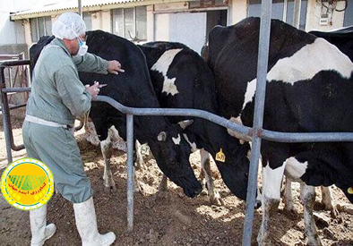 مهار-بیماری-تب-برفکی-با-اجرای-واکسیناسیون-گسترده