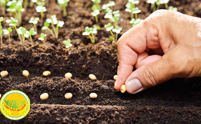 فراخوان-جذب-طرح‌های-فناورانه-در-حوزه-تولید-و-فرآوری-بذر-2