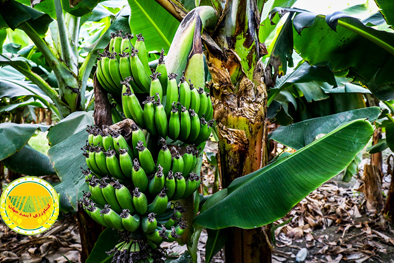 گمرک-توقف-واردات-موز-را-تکذیب-کرد