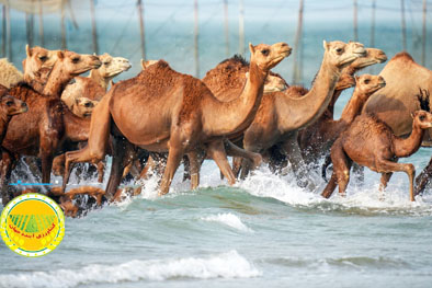 شترداری-صنعتی،-کلید-خودکفایی-گوشت-قرمز-در-روزگار-کم-آبی