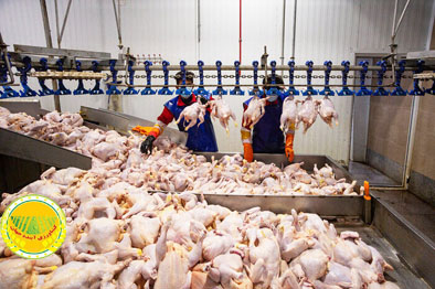 ۱۹۰۰-تن-گوشت-مرغ-منجمد-از-فردا-در-استان-تهران-توزیع-می‌شود