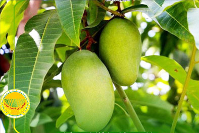 شرایط-واردات-انبه-از-کشور-کنیا-اعلام-شد