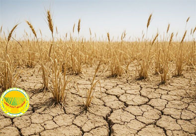 آغاز-پرداخت-غرامت-گندمکاران-با-واریز-۱۱۰۰-میلیارد-تومان-2