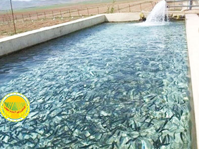 آغاز-فصلی-تازه-در-همکاری‌های-شیلاتی-ایران-و-نروژ