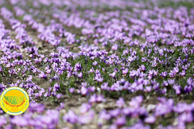 زعفران-ایران-در-تنگنای-صادرات؛-فقط-۳۰-درصد-صادرات-رسمی-است