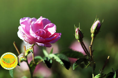 طلای-صورتی-ایران-در-حصار-خام‌فروشی-گل-محمدی-ایران-نیازمند-ثبت-جهانی