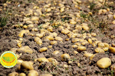 ذخیره-سازی-برنج،-سیب-زمینی،-پیاز-و-میوه-شب-عید-در-اولویت-قرار-گرفت-2